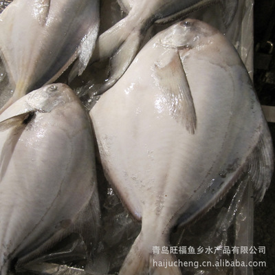 暢銷供應鯧魚 冷凍水產品批發(fā)專業(yè)指南